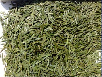  金坛雀舌茶叶2020年生产价格多少钱一斤