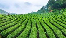  明前茶和雨前茶的区别 明前茶和雨前茶哪个更好呢