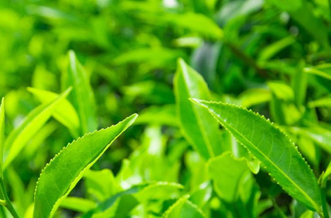  饮用紫霞贡茶的注意事项 如何喝紫霞贡茶 喝紫霞贡茶的水温