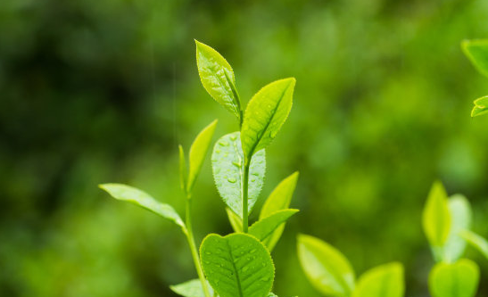  南山寿眉茶的禁忌与注意事项 空腹可以喝南山寿眉茶吗