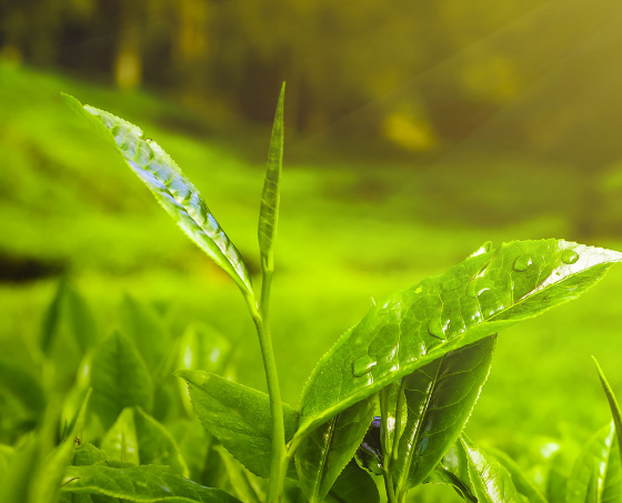  仁化白毛茶的功效 喝仁化白毛茶有预防心脑血管疾病和抗衰老作用吗