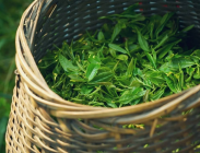  安吉白茶是白茶还是绿茶 安吉白茶的制作工艺