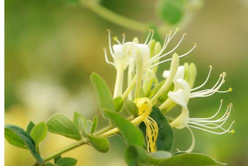  金银花茶苦吗 喝金银花茶应该注意什么