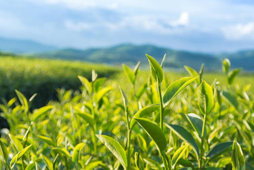  喝绿茶的时候加盐有什么好处 绿茶加盐的优点