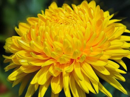  黄菊花茶的功效与禁忌 黄菊花茶哪些人不能喝