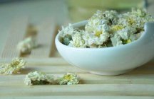  白菊花的功效和功能 白菊花的功效主要有哪些