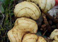 黄精的疗效和黄精的副作用 黄精的功效是什么