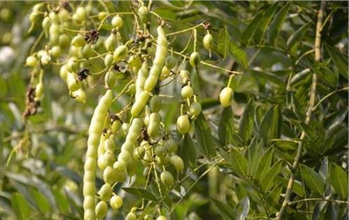  槐豆的功效 槐豆泡茶饮用会有什么影响