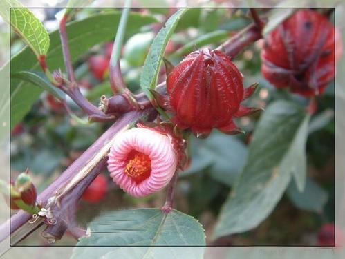  洛神花茶的功能禁忌 什么人不能喝洛神花茶
