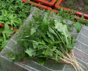 葛菜的功效与作用 葛菜的维生素很高吗有禁忌吗