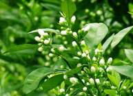  代代花的有什么好处 代代花能治疗恶心呕吐和胃