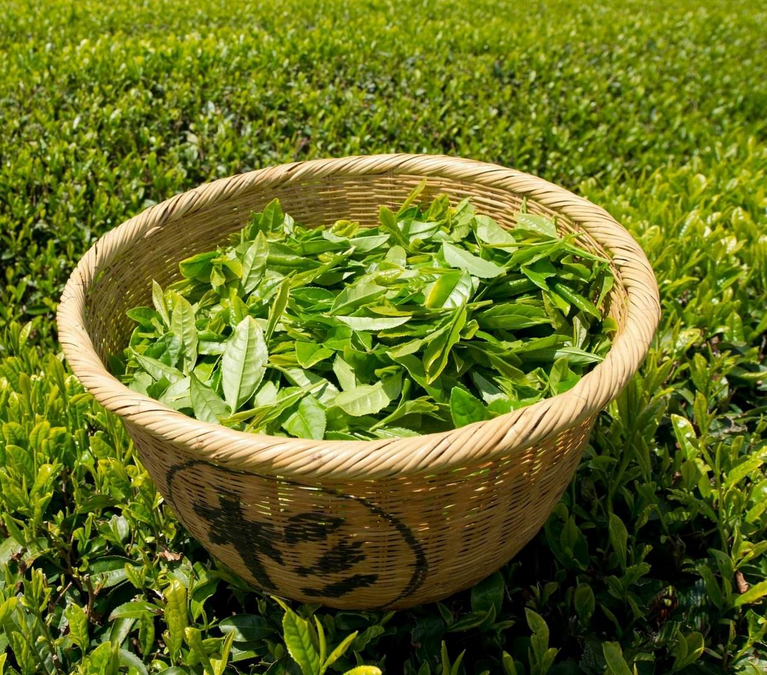  茶叶有多少种类 最全面茶叶分类介绍 这些你都知道吗