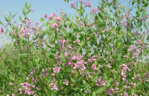 罗布麻茶的功效与作用 喝罗布麻茶有什么好处 能降低血脂和血压吗