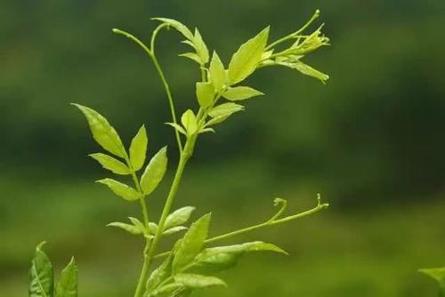  喝藤茶有什么好处 藤茶的功效和功能