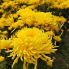 金丝皇菊花的禁忌是什么 金丝皇菊花的搭配和的禁忌