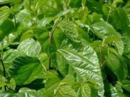 桑叶茶的功效 桑叶茶含有什么对人体有益的成分