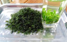 毛冬青茶的功效和功能毛冬青茶禁忌