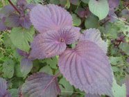 食用紫苏叶的注意事项 紫苏叶的营养价值