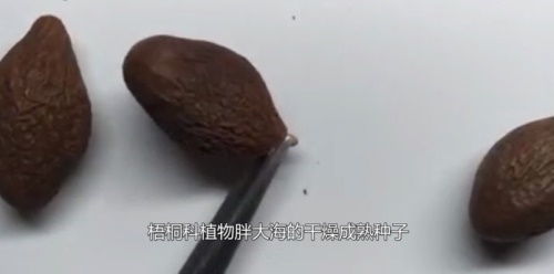 吃胖大海有什么副作用？