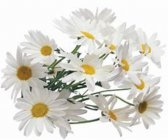 婺源菊花茶特级的价格怎么卖?菊花茶的功效及最新价格