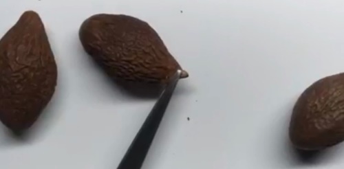 怎么辨别胖大海的好坏？