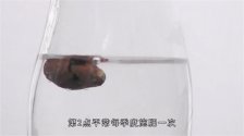  玉蝴蝶和胖大海的功效与作用及其食用方法是什么？胖大海的功效与作用及饮