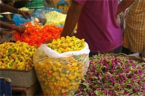 野菊花茶的价格