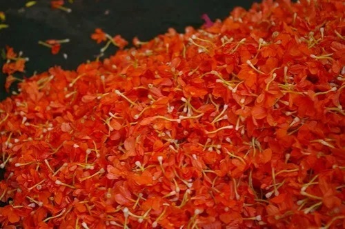 血菊花茶的价格