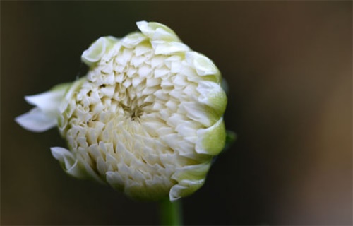 野菊花茶的功效与禁忌