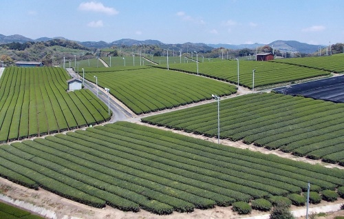 野菊花茶的价格