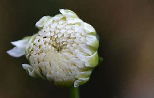 意大利美林宝宝菊花茶的价格