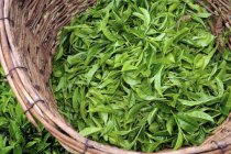  怎样鉴别六安瓜片茶叶的颜色 如何鉴别六安瓜片的优劣