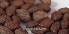  总喝胖大海有什么副作用？乌梅胖大海的副作用详细介绍