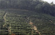 杭州西湖龙井辨别 西湖龙井的鉴别方法