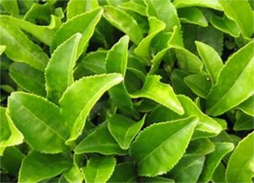 常喝六安瓜片茶的禁忌