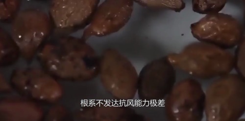 常喝胖大海茶的禁忌