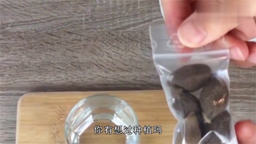 常喝胖大海茶的禁忌