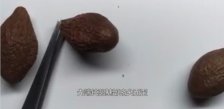  常喝胖大海茶的禁忌 有什么？喝胖大海的禁忌与好处