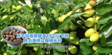  常喝胖大海茶的禁忌 有多少种？喝胖大海的禁忌与作用