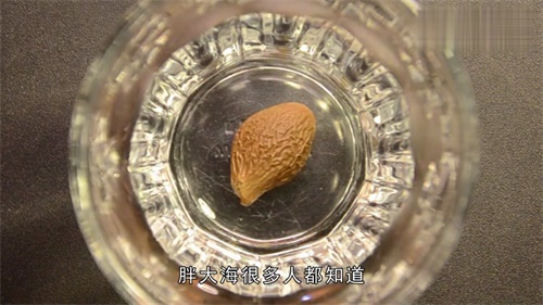 常喝胖大海茶的害处