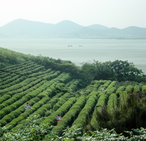 血菊花茶的价格