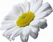 菊花茶的品种和价格便宜吗?菊花茶的禁忌及2019最新价格