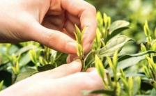 西湖龙井鉴别 如何鉴别西湖龙井茶新鲜