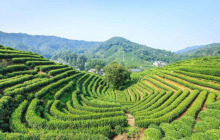 怎样辨别明前西湖龙井 西湖龙井好坏鉴别有图