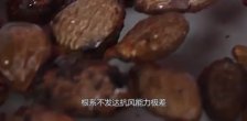  胖大海的功效与作用及食用方法有几种？胖大海