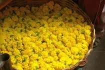 红枣甘草蜂蜜菊花茶的功效与禁忌有多少种?喝菊花茶的禁忌与好处