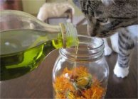 和菊花茶的禁忌有什么?喝菊花茶的忌讳