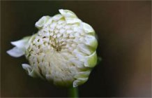  桂圆红枣菊花茶的作用及禁忌有好多种？喝菊花茶的注意事项