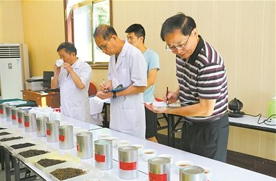  云雾茶斗茶赛于2019年开赛！周宁高山云雾茶 斗茶赛