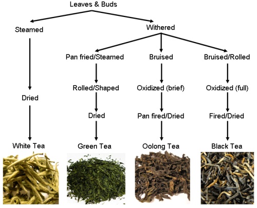  白茶散茶茶饼哪个好？口味上的区别是什么？